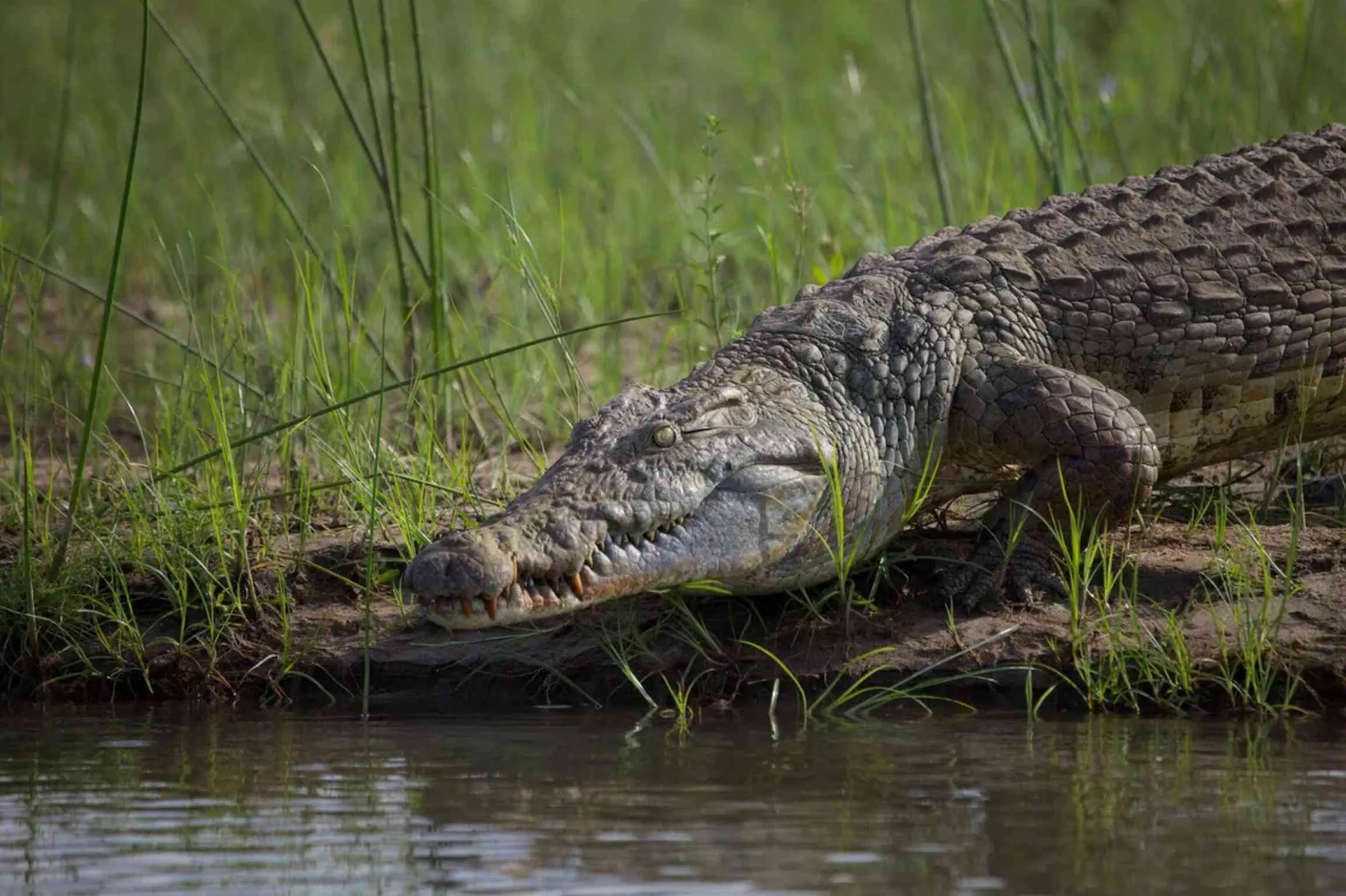 Mkomazi crocodile paradise