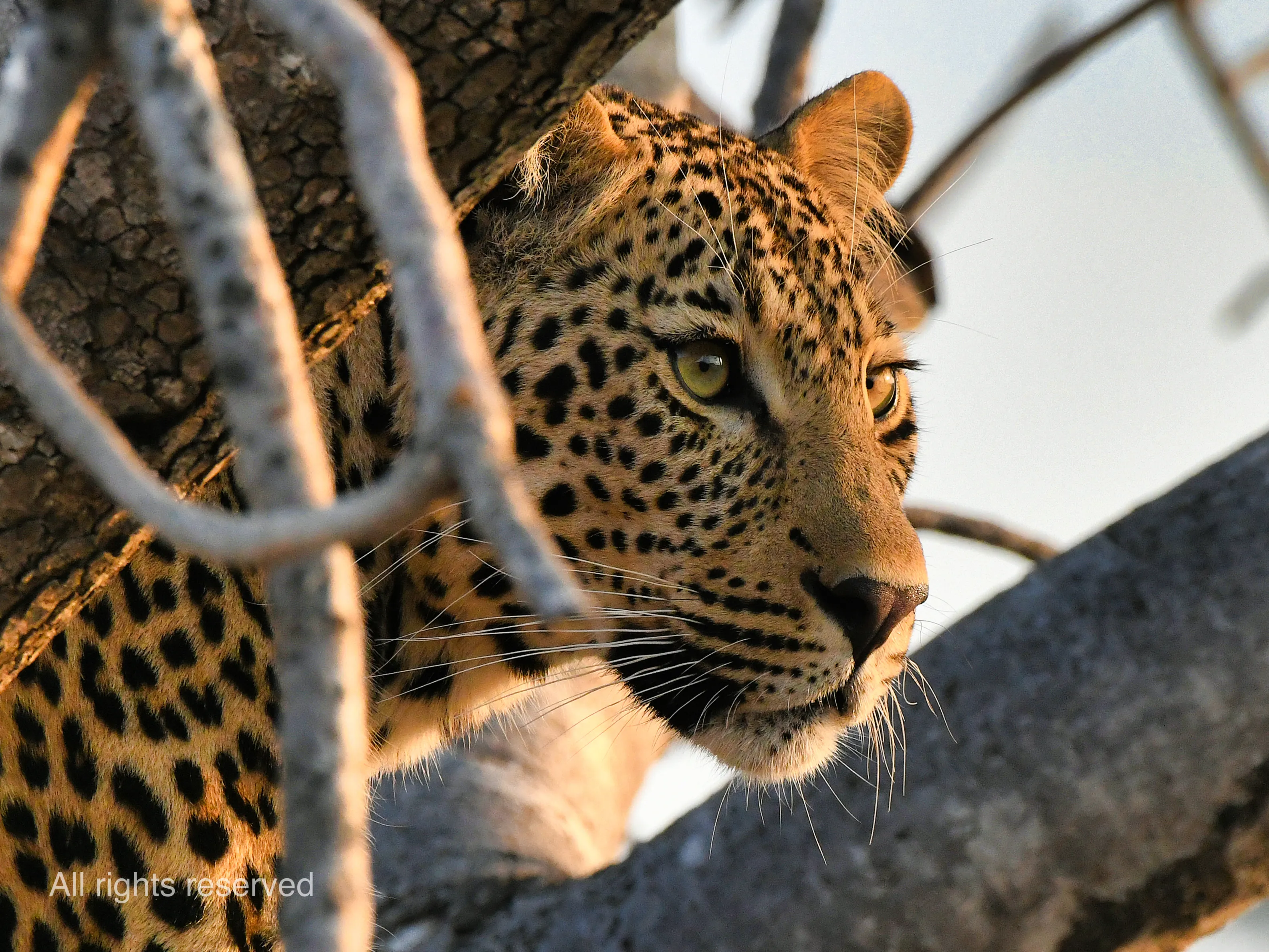 african leopard