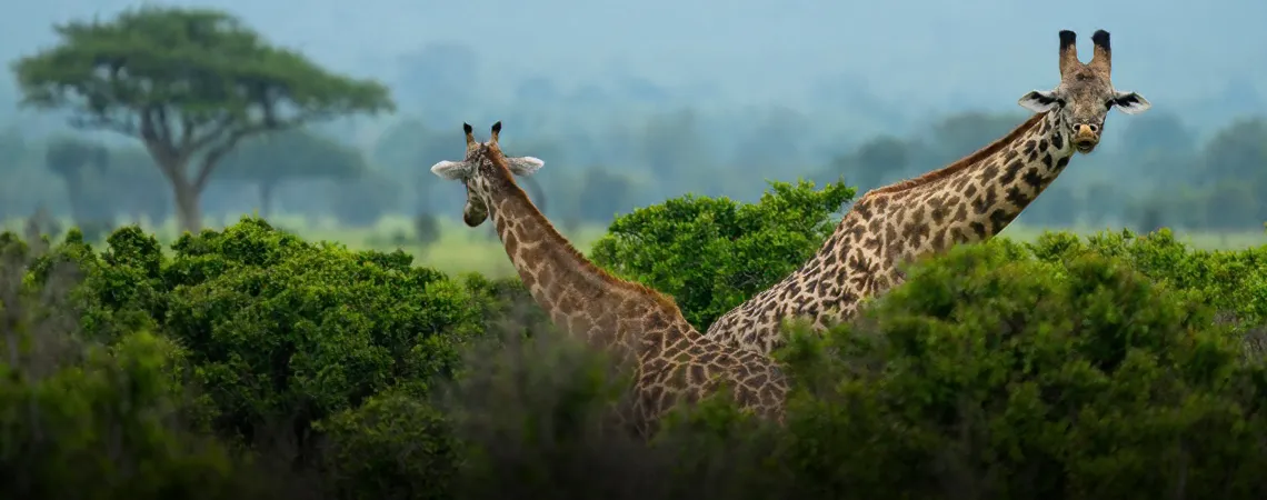 giraffes