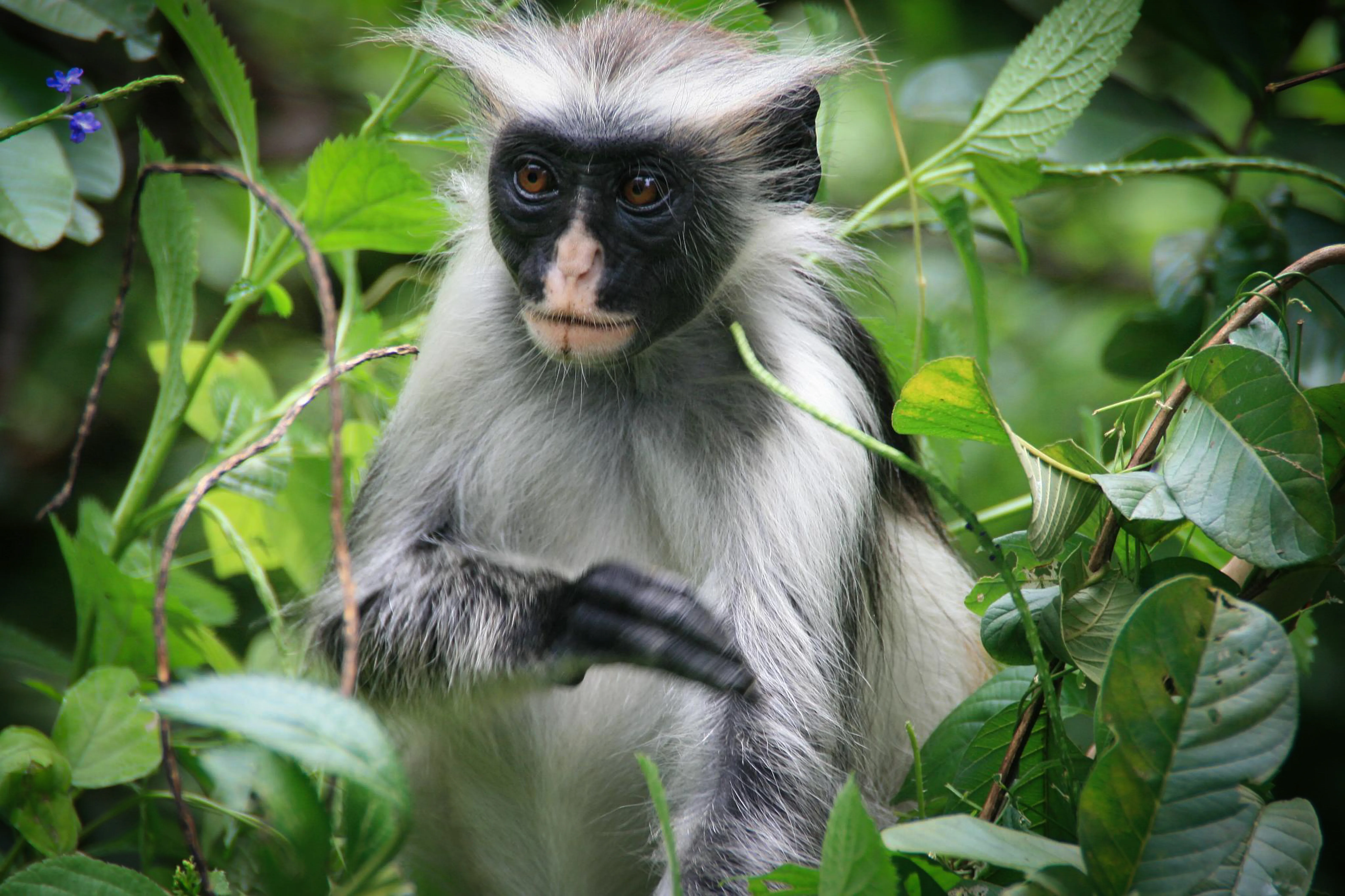 Colobus Monkey in Lake Manyara