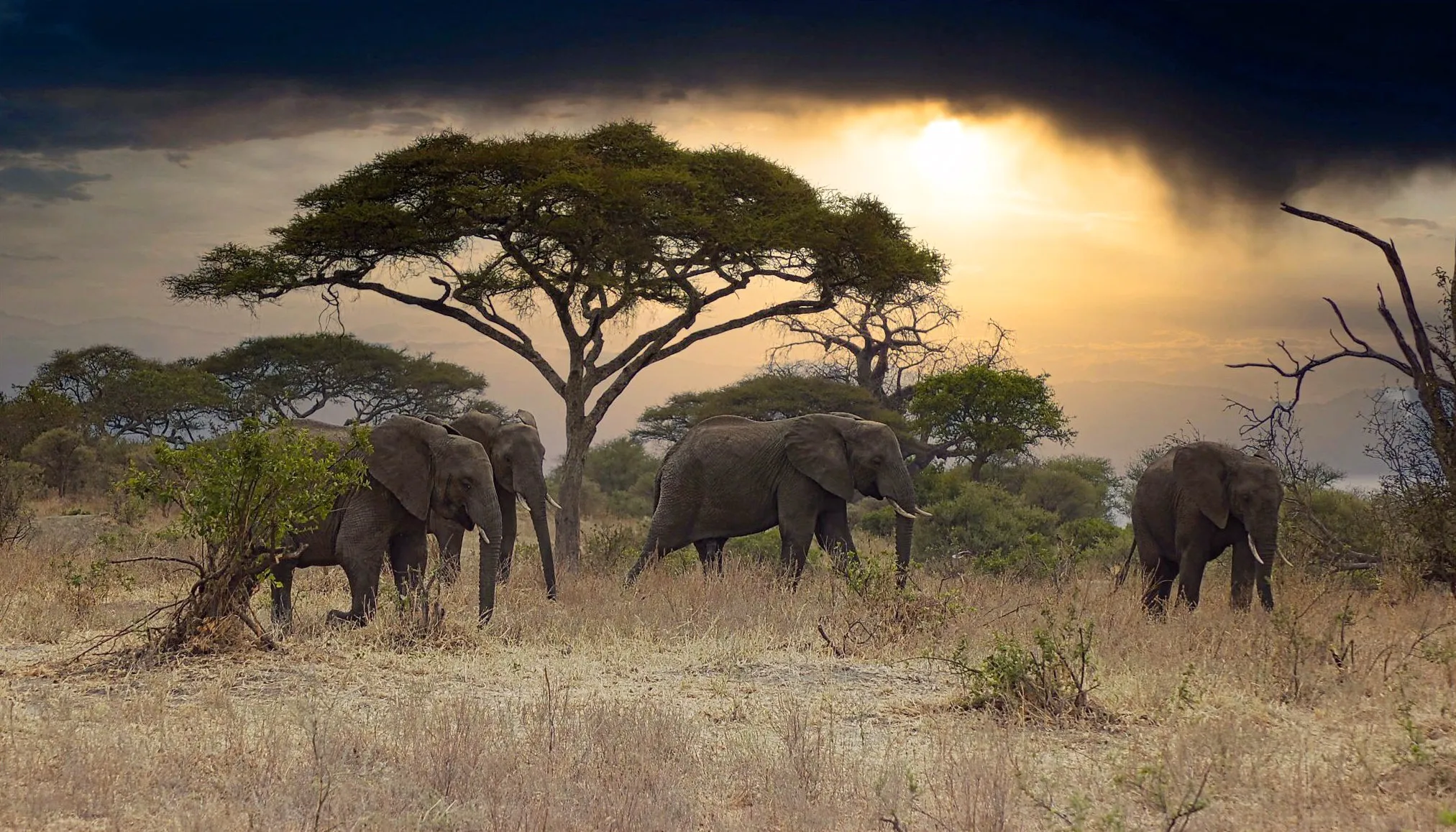 8 Days — Tarangire, Lake Manyara, Serengeti & Ngorongoro — Mid-Range