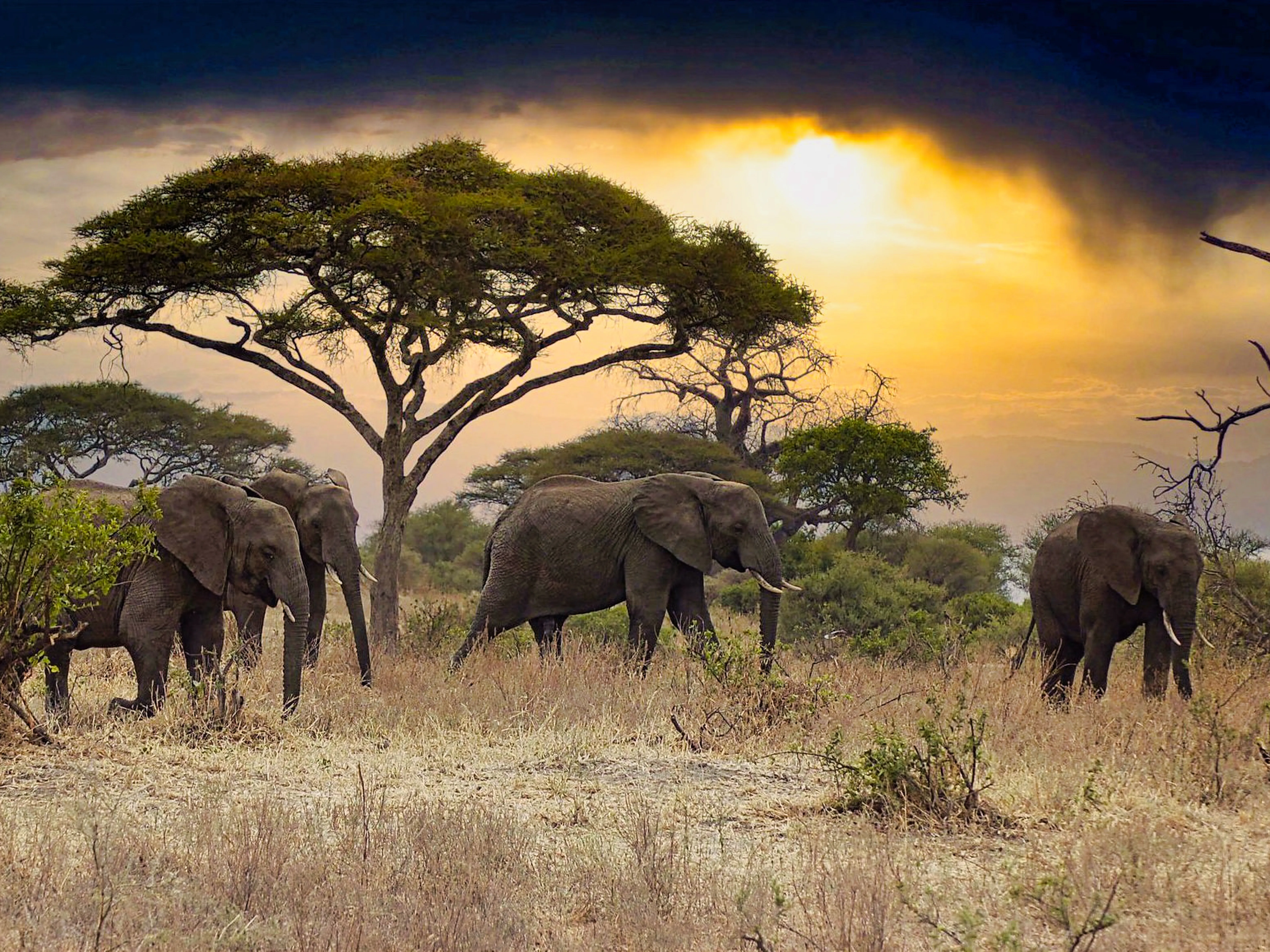 Tanzania tree lions