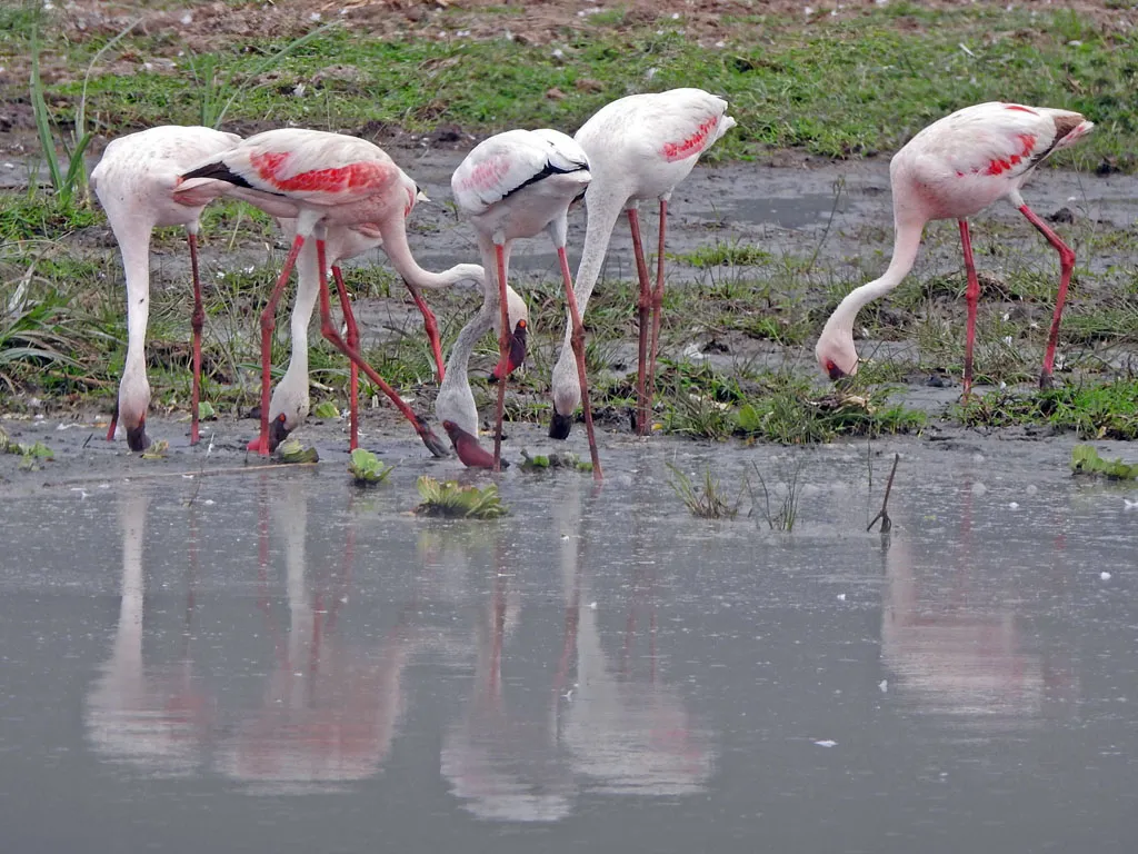 Flamingos on Lake Manyara