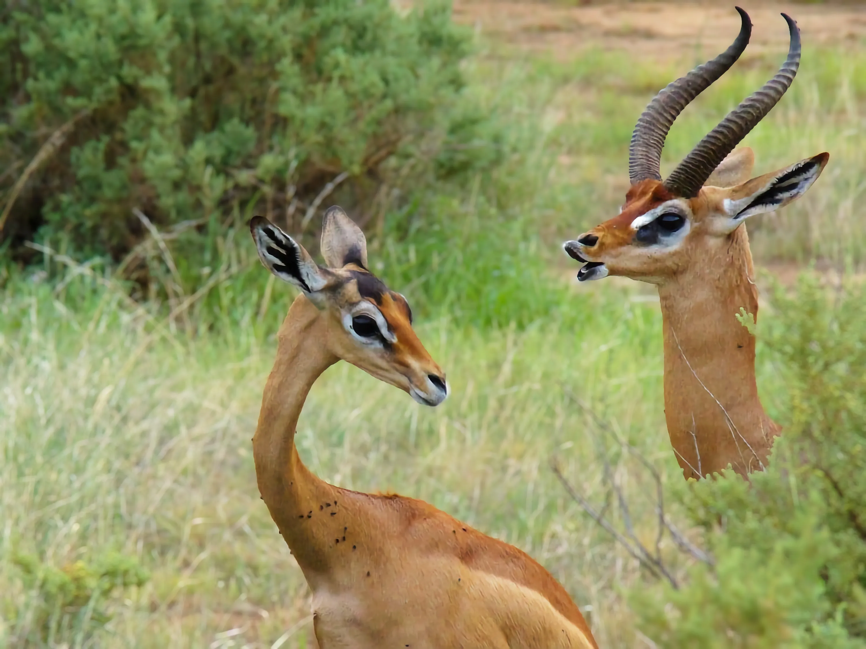 Safari image 2