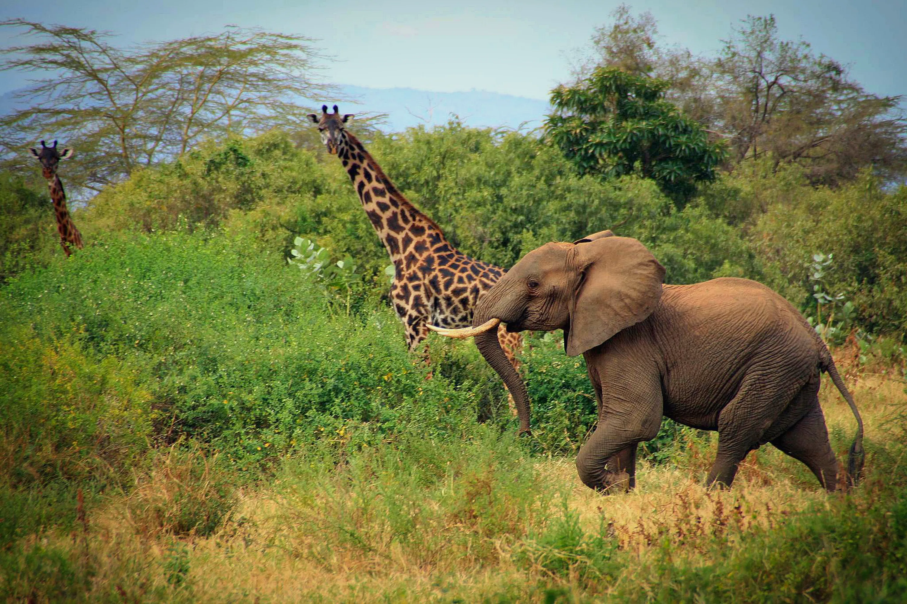 Giraffe and elephant in Lake Manyara National Park