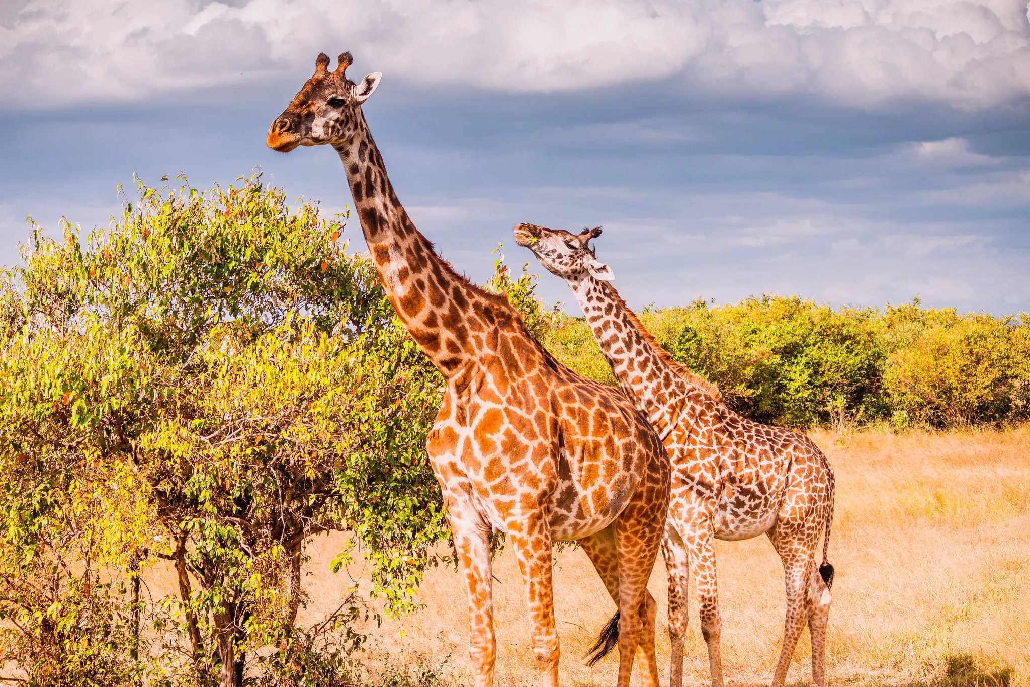 Safari image 1