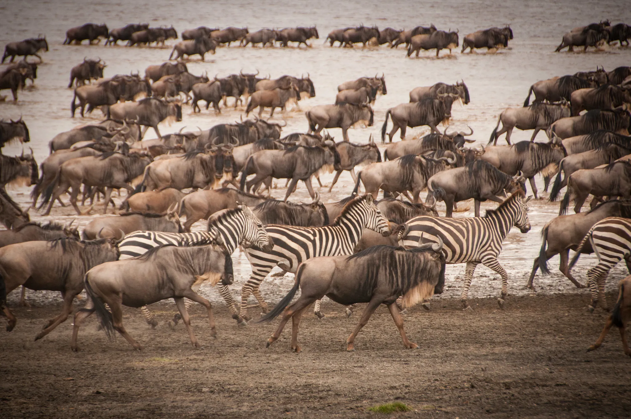 14-Day Kenya–Tanzania Great Migration - mid range