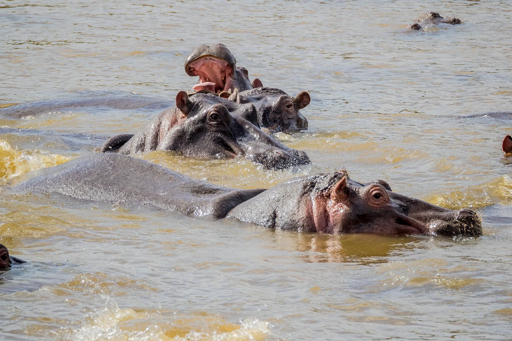 Safari image 2