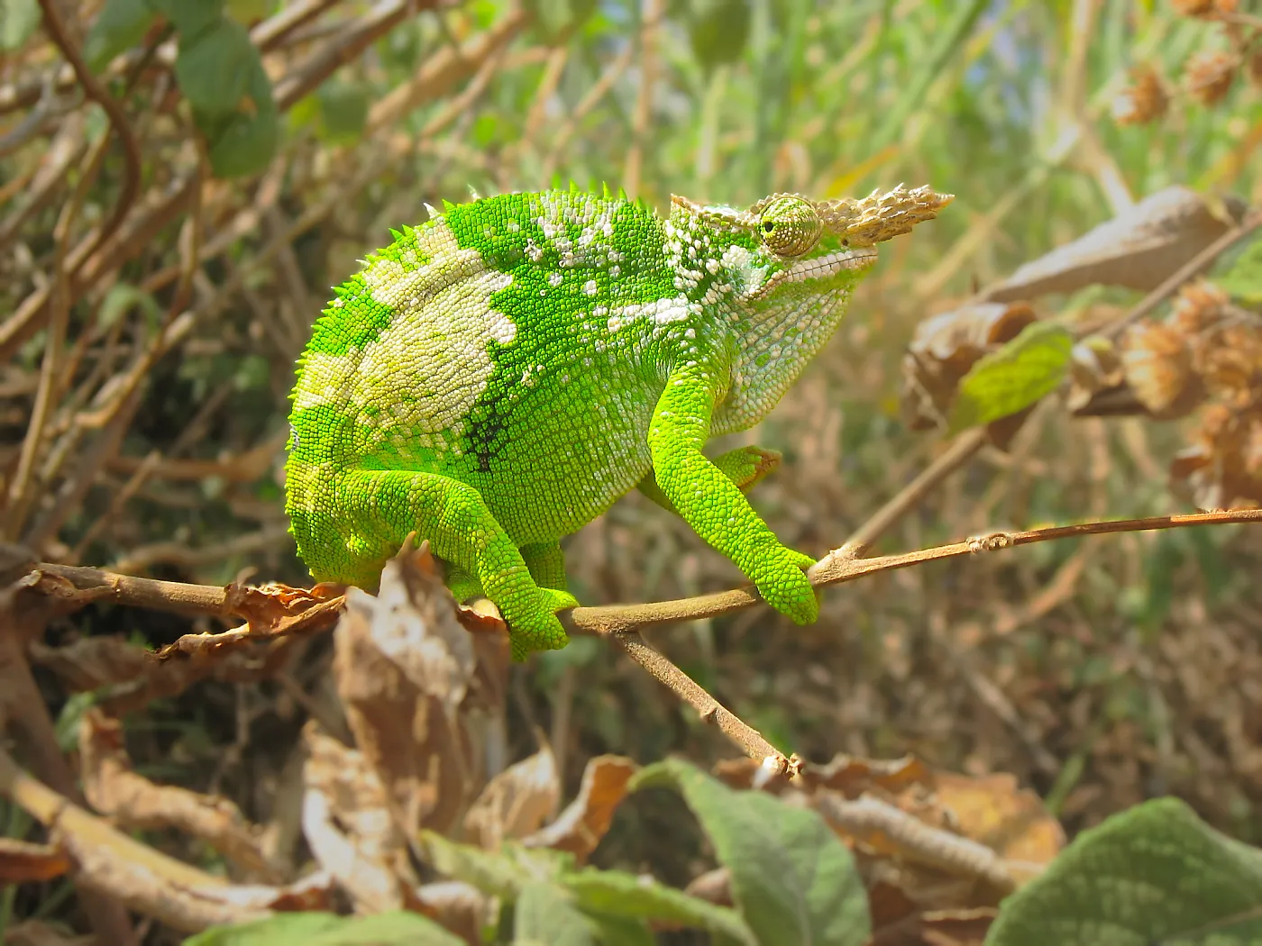 Jackson's chameleon in the Usambara Mountains