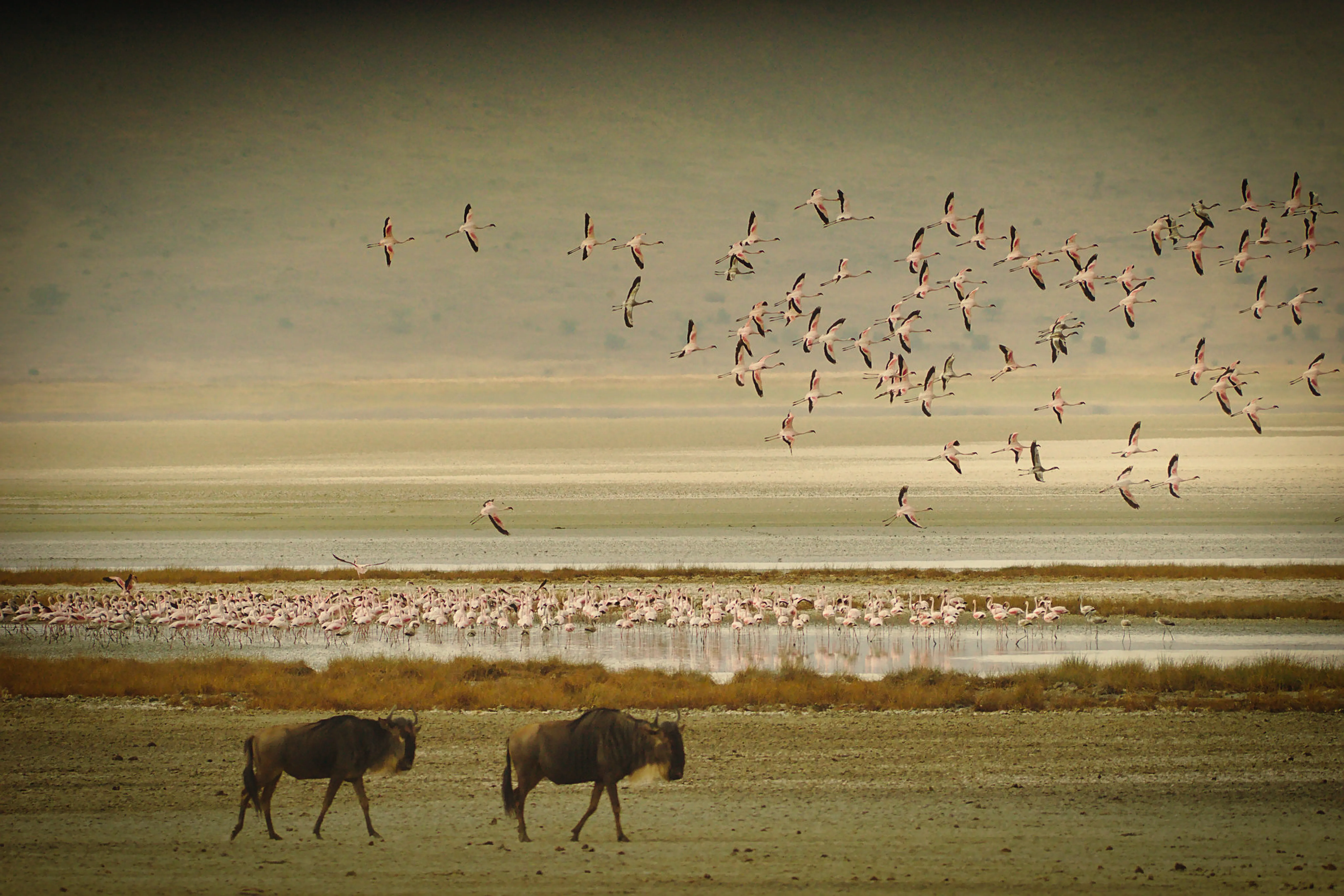 Lake Manyara & Lake Eyasi – Tanzania's Rift Valley Lakes