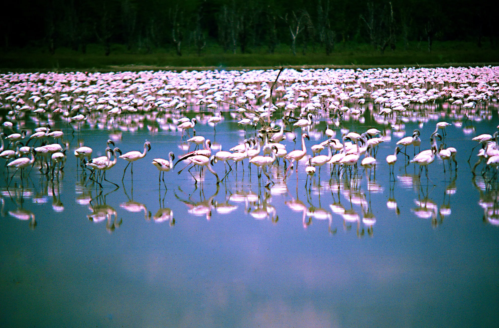 Safari image 3