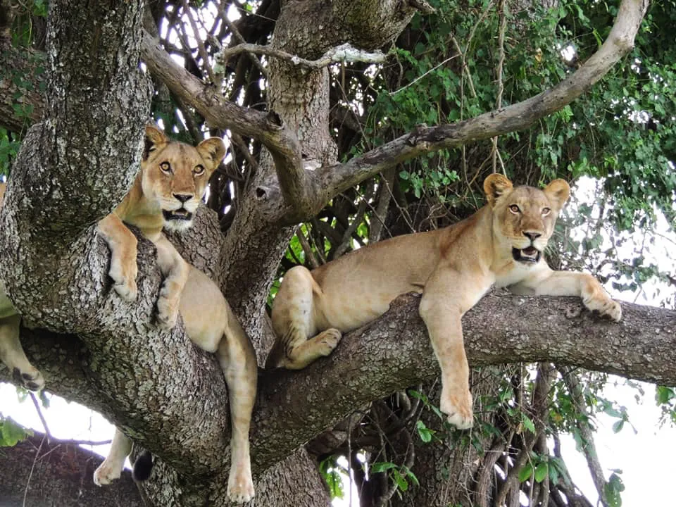Safari image 3