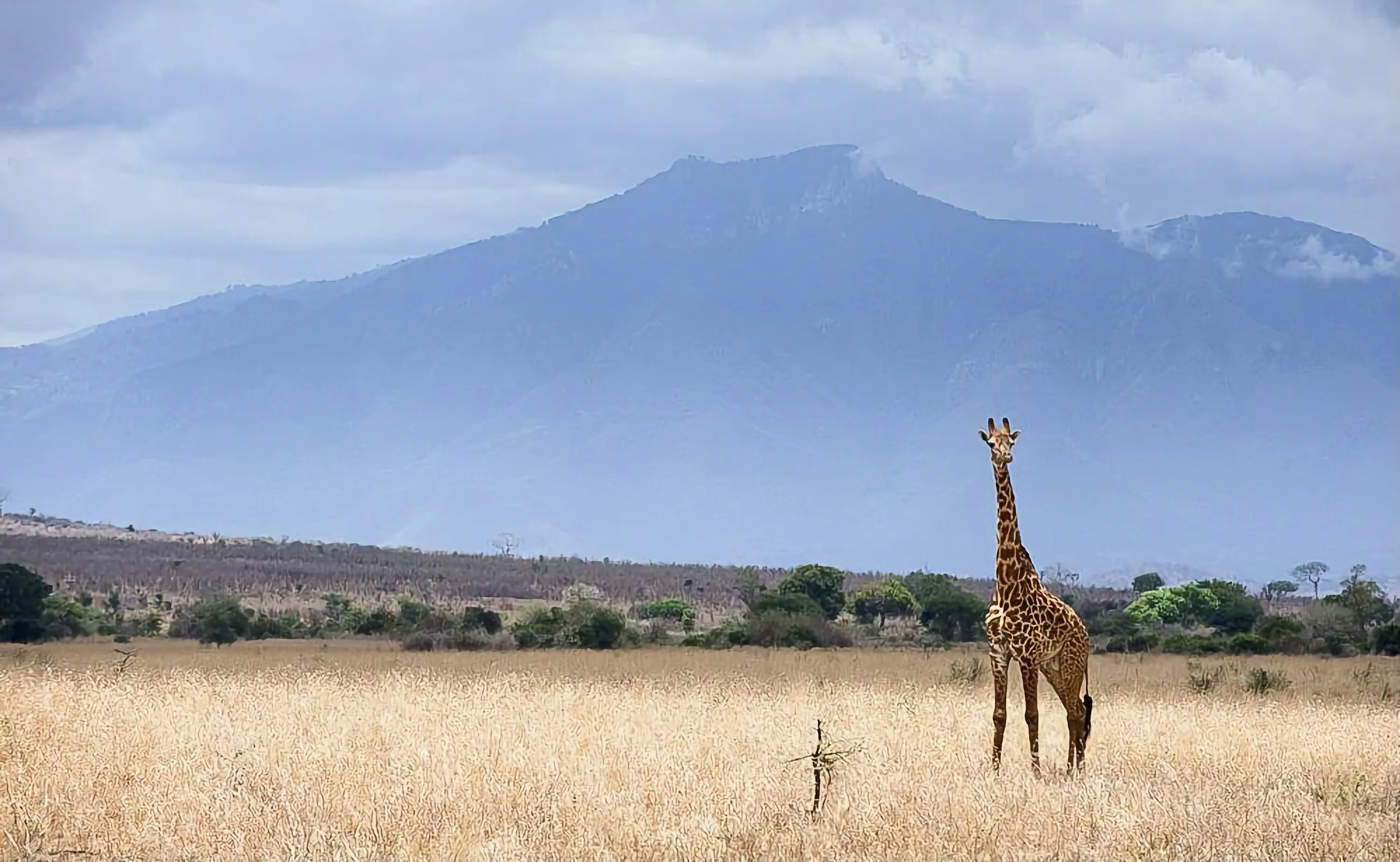 Mkomazi National Park