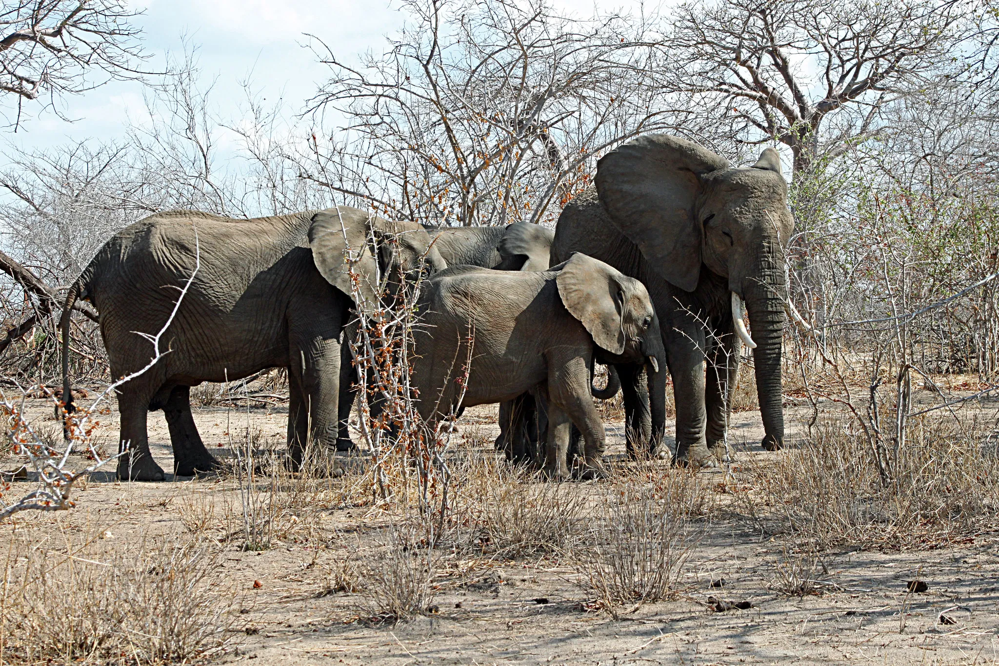 8-Day Southern Circuit: Mikumi & Ruaha - Mid-range