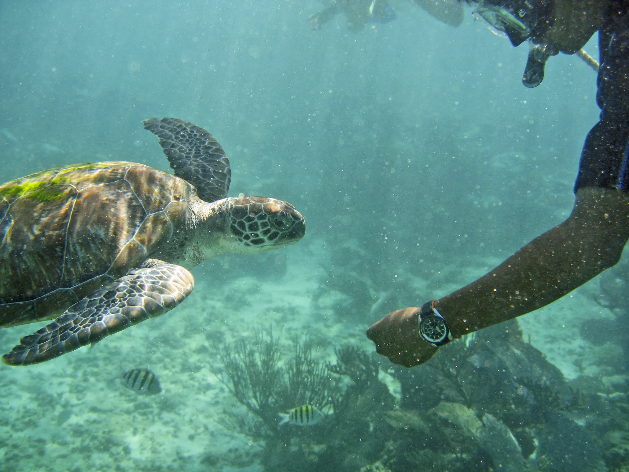 Diving with sea turtles in Zanzibar