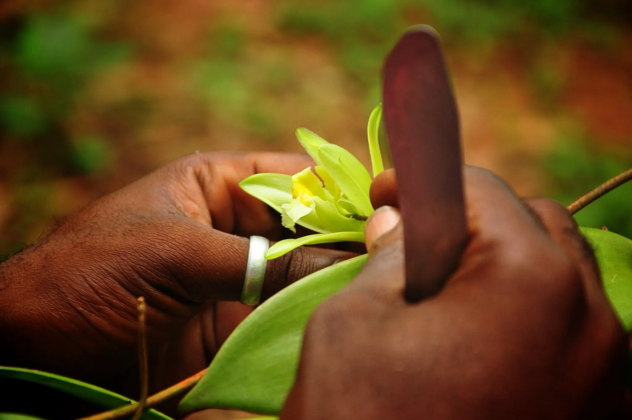 Vanilla plant in Zanzibar