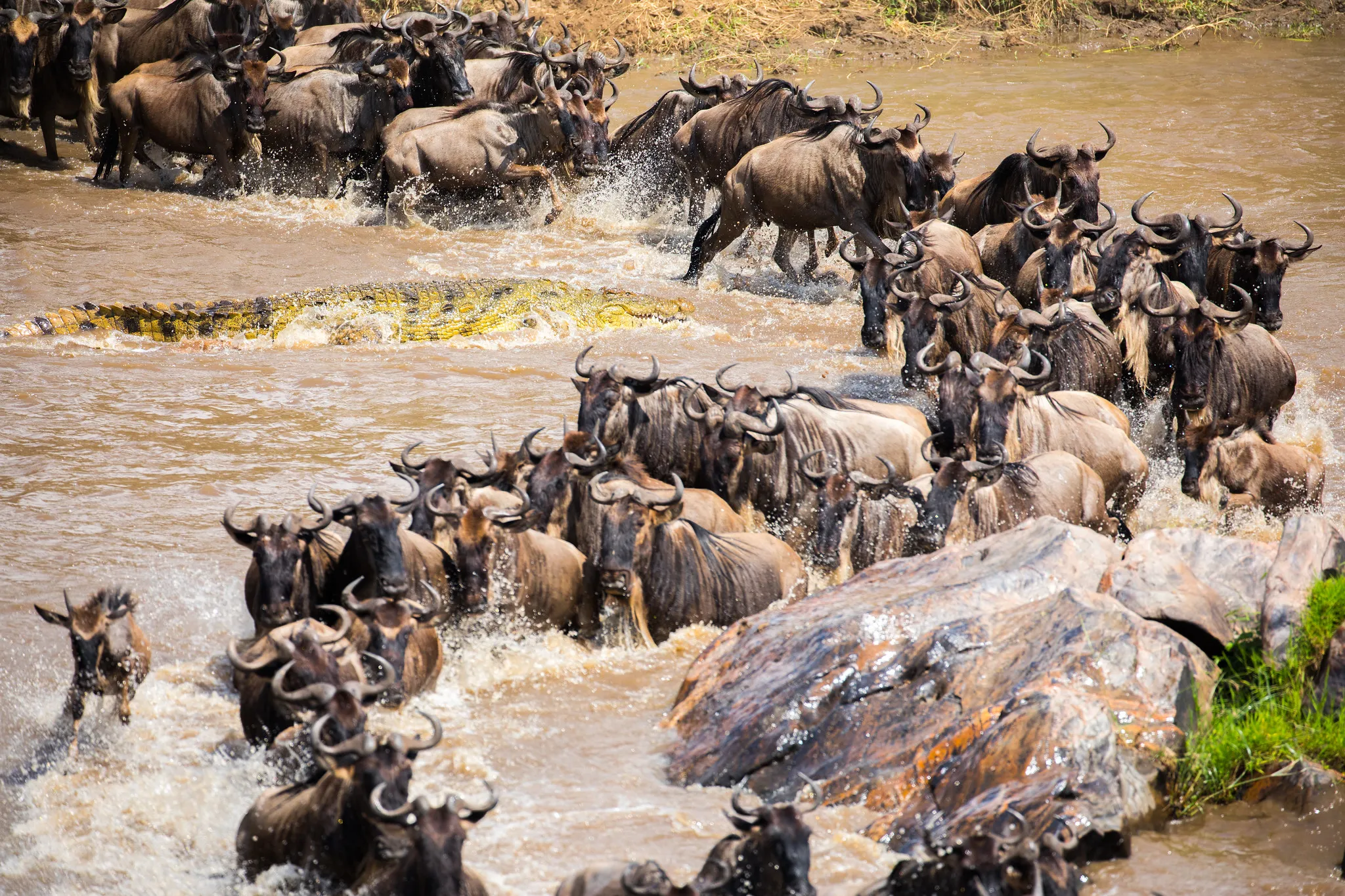 Safari image 3