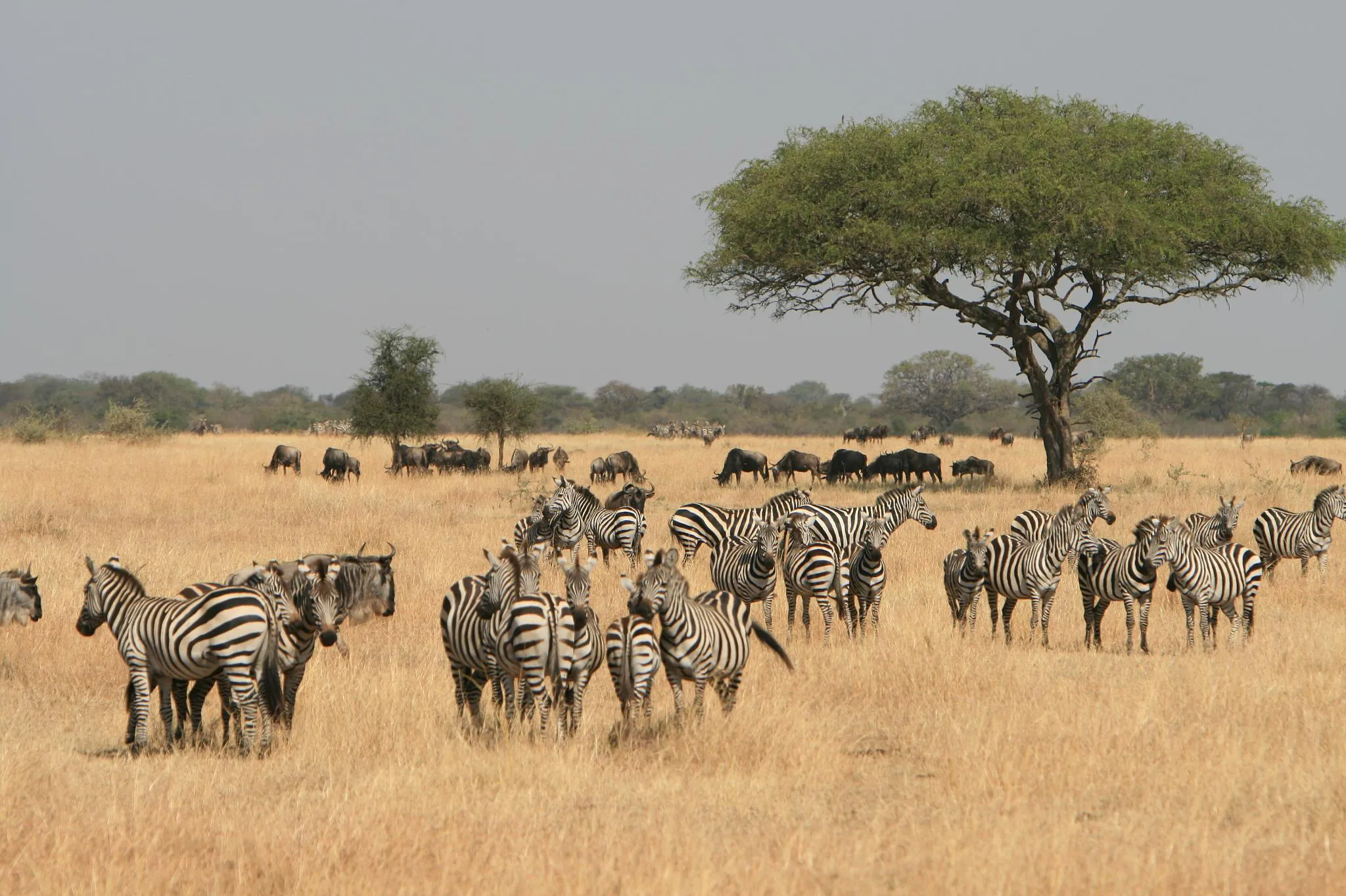 Zebras in the Serengeti