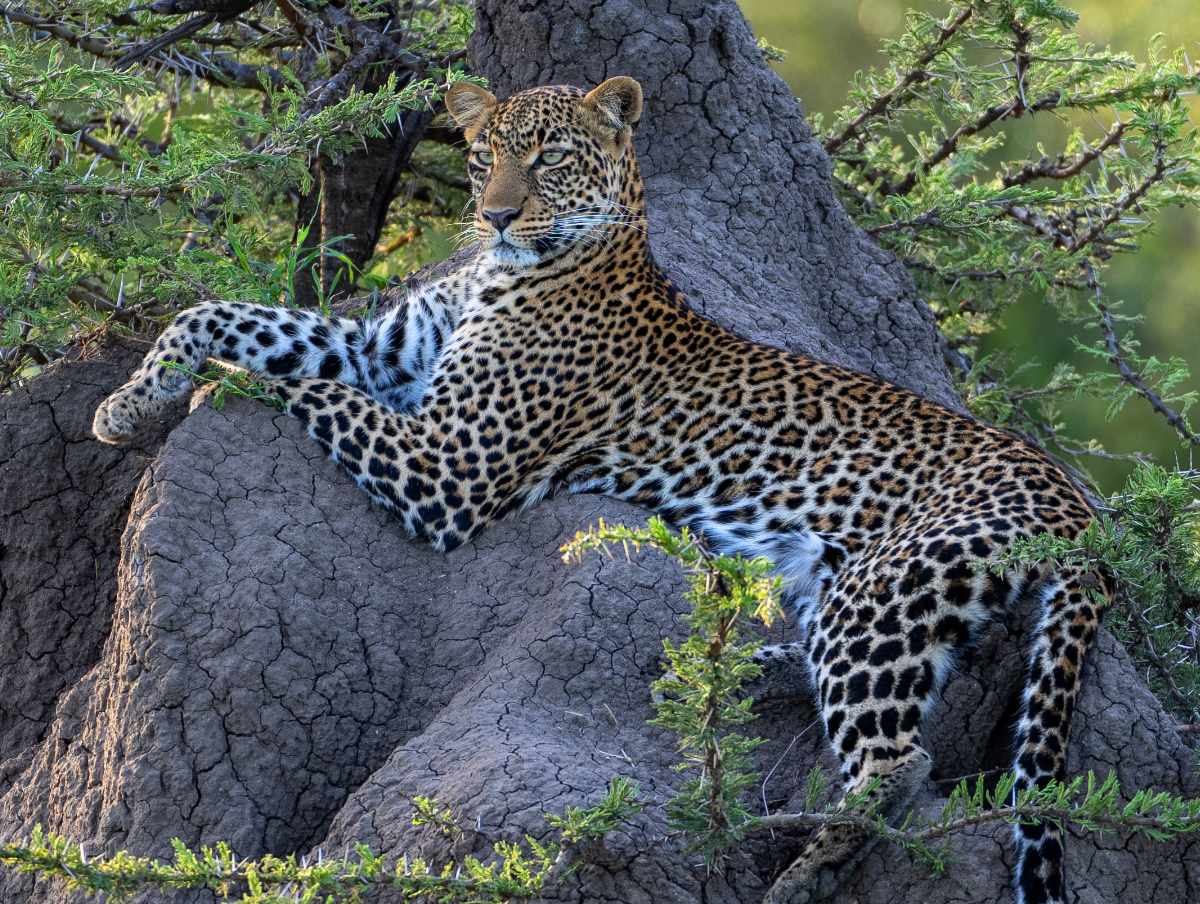 leopard in tarangire