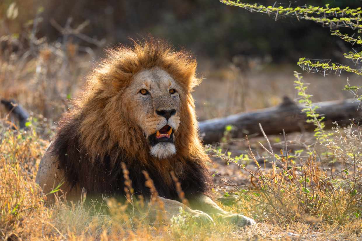 7-Day Luxury Best of Tanzania Safari Adventure