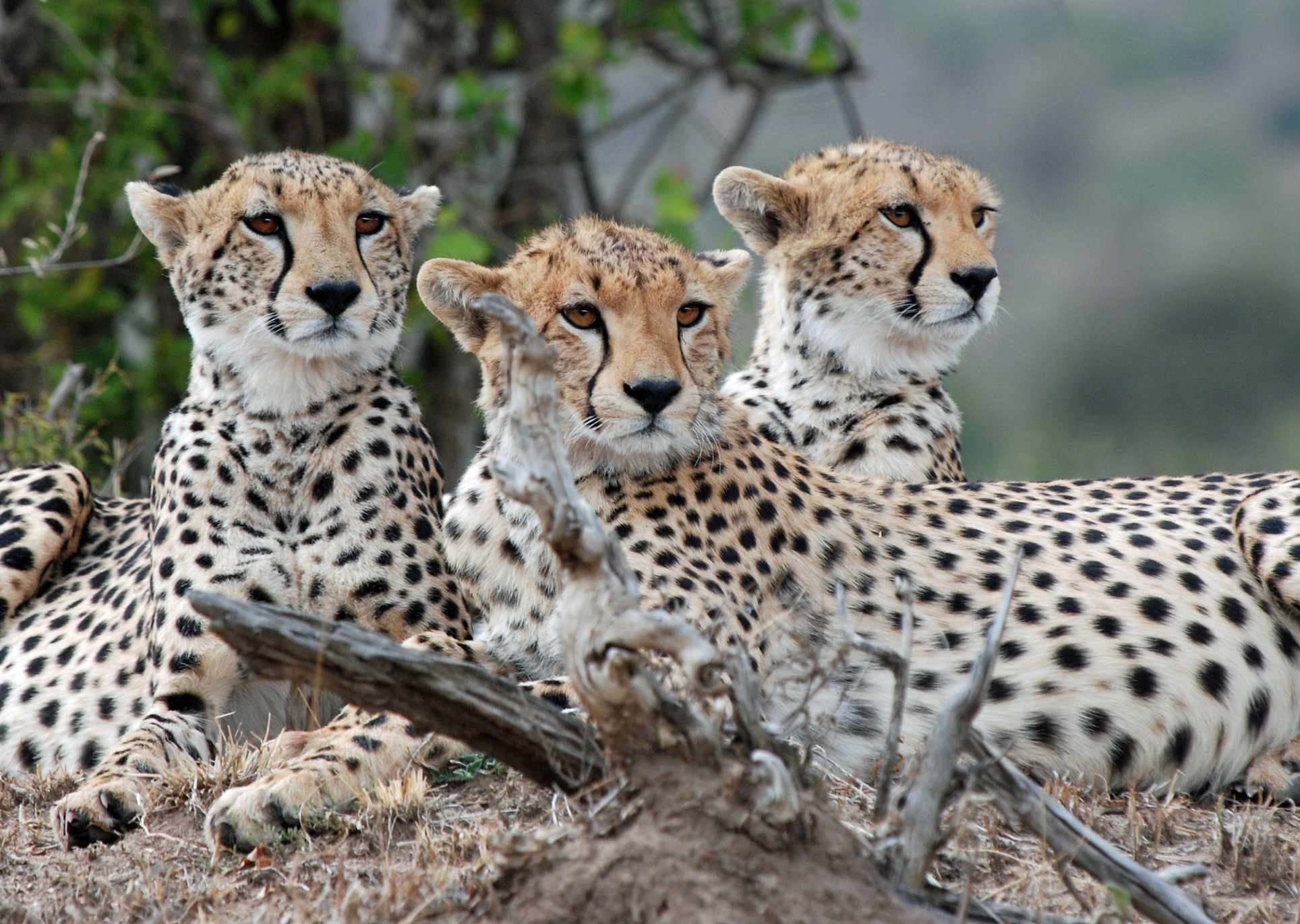 Ultimate 10-Day Best of Kenya Safari Adventure