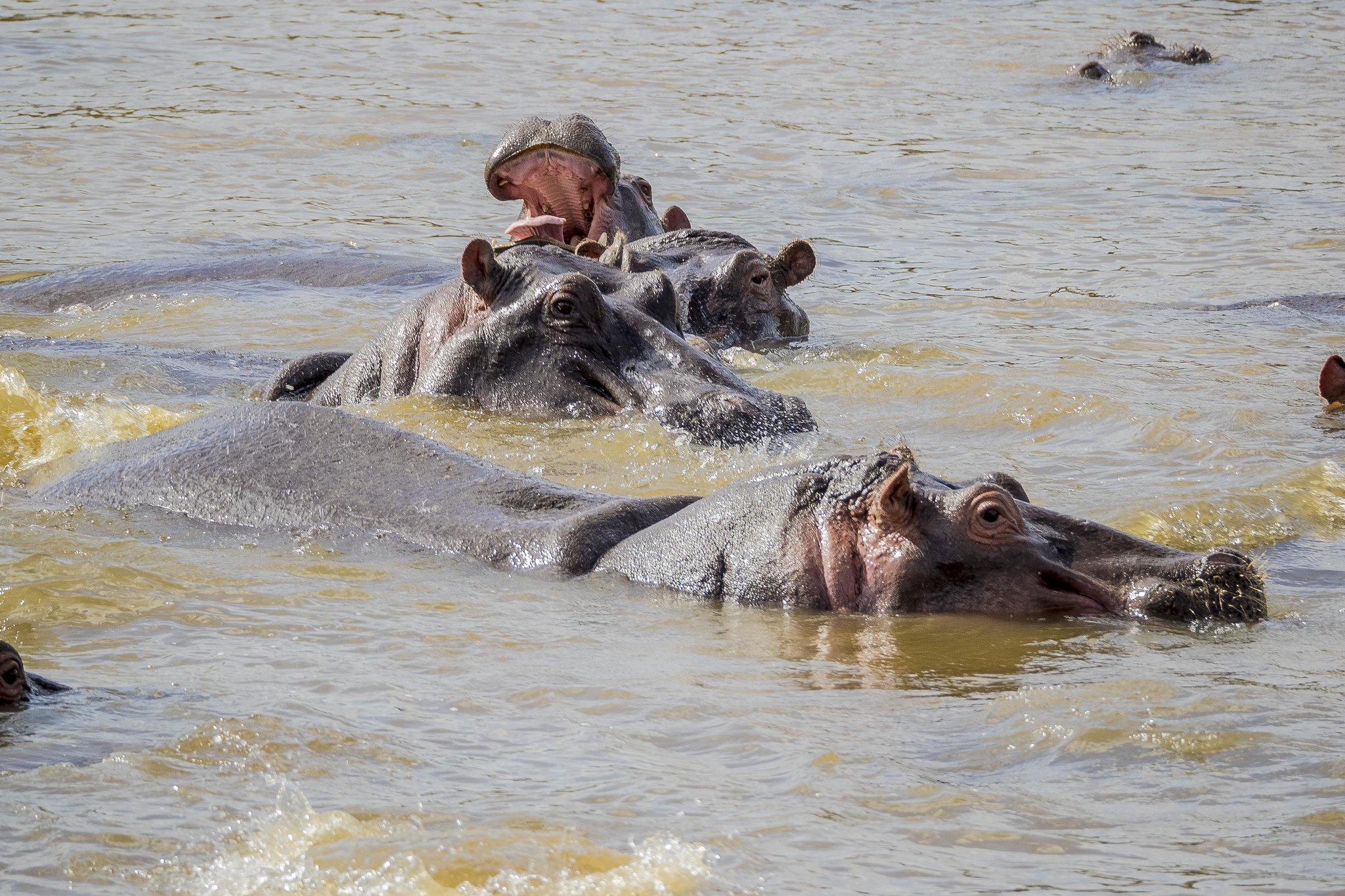 13-Day Kenya–Tanzania Great Migration Safari Circuit