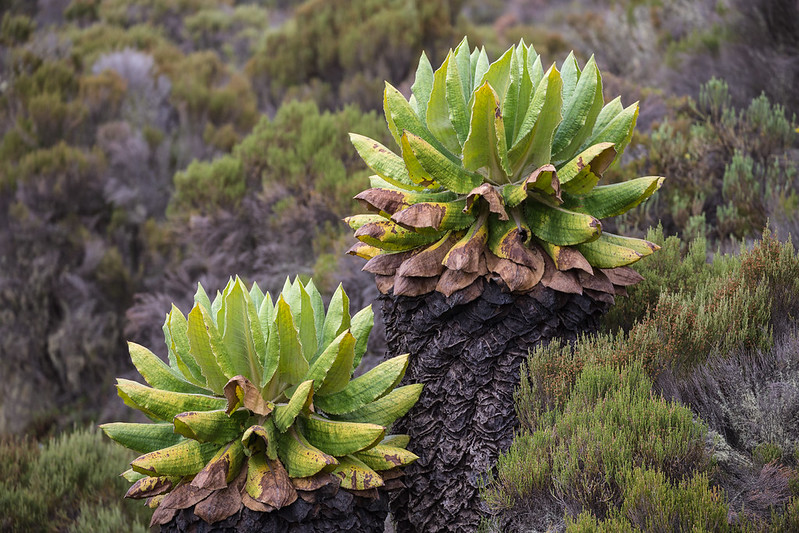 kilimanjaro plant