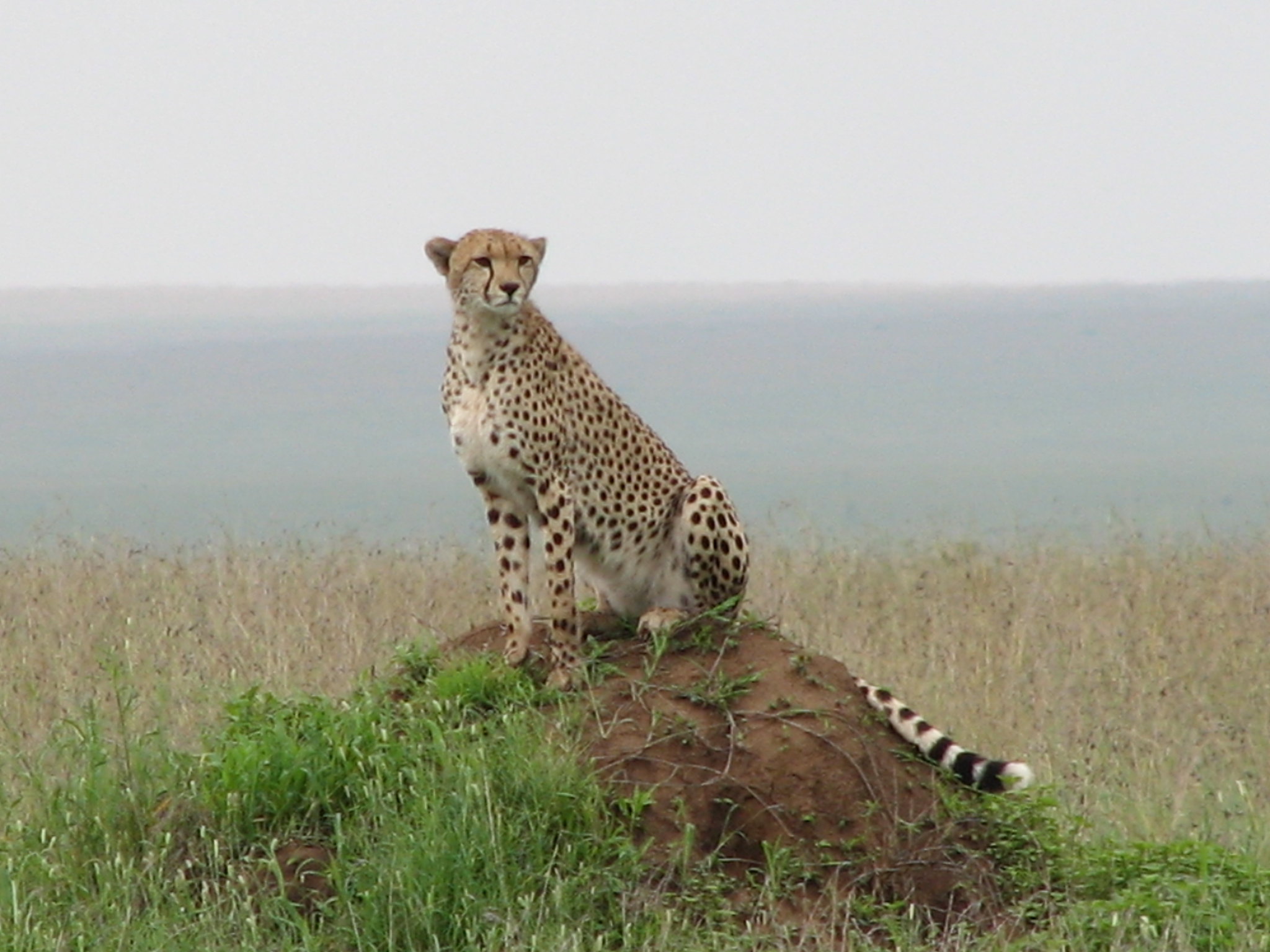 serengeti cheetah