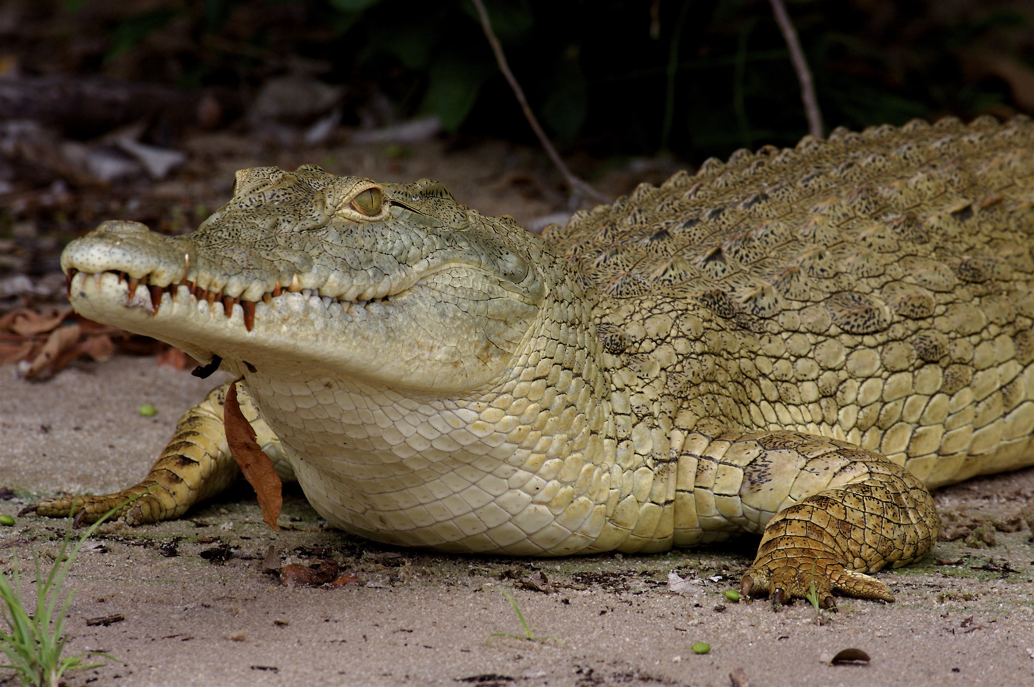 nyerere selous crocodile safari